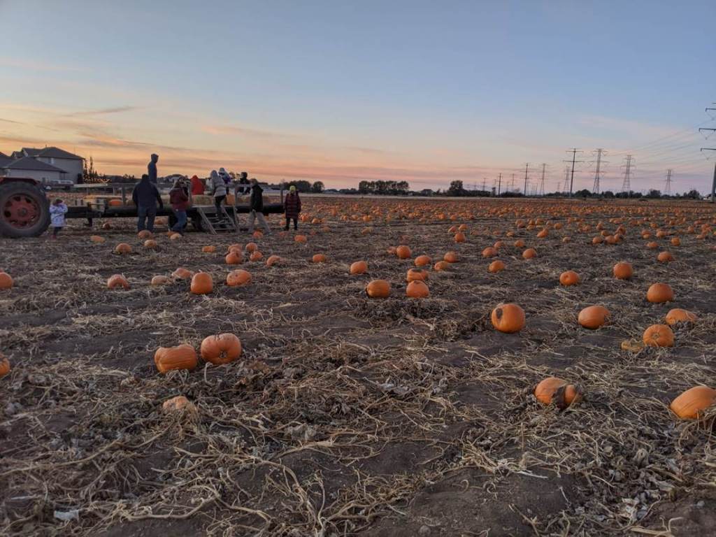 Pumpkins scattered across a Northern Utah field at sunset with visitors boarding a hayride